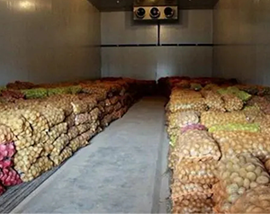 建造一千噸紅薯保鮮庫，費用大概在多少？